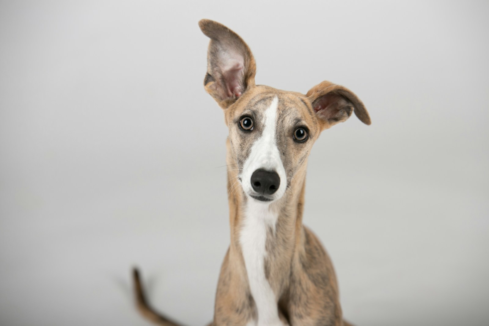 Otis, Dog · Retired Greyhound