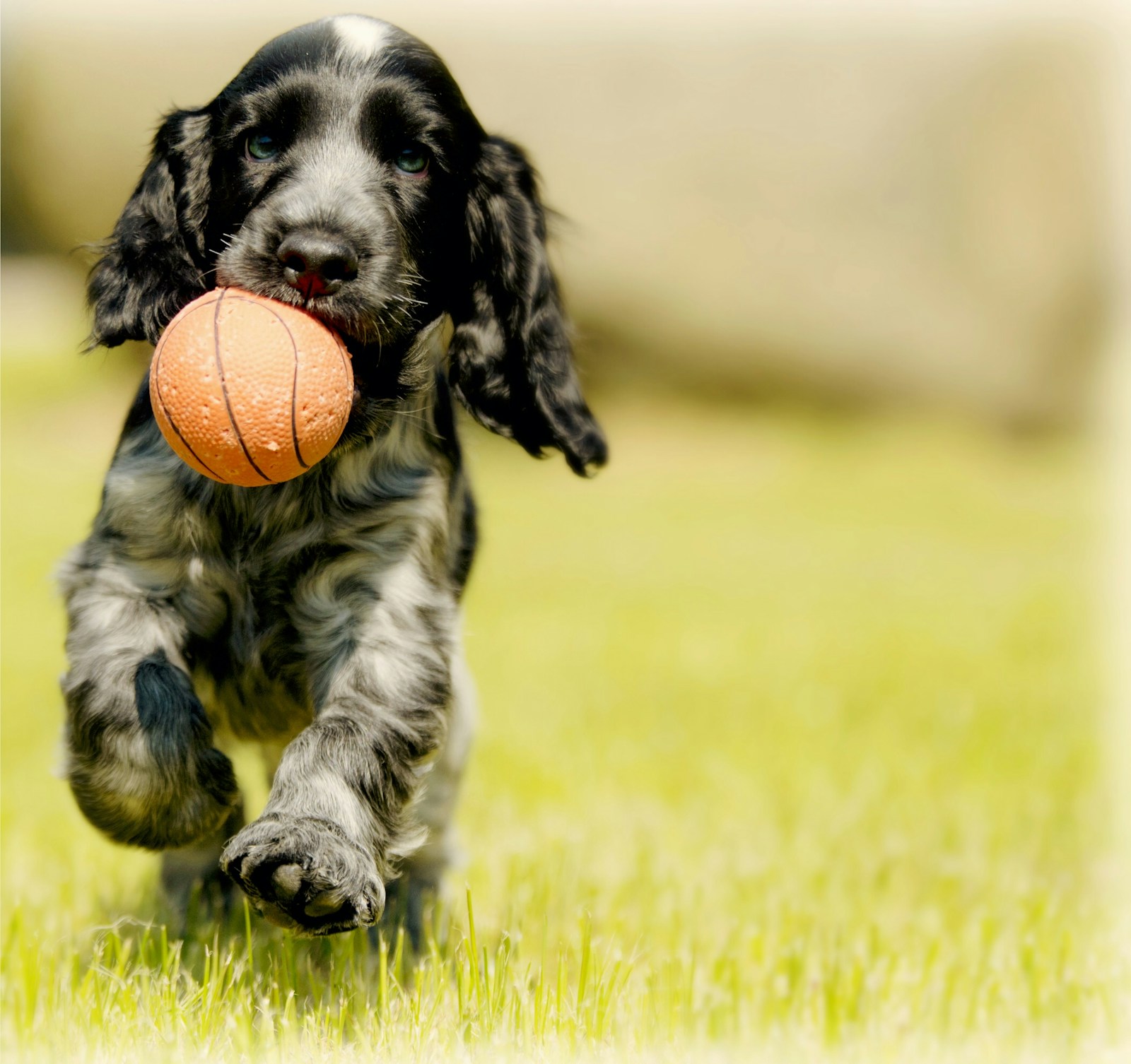 Bramble, Dog · Cocker Spaniel
